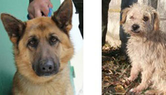 állatmenhelyen élő állatok örökbe adása kutyamentés kutyák gazdikereső